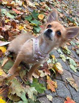 Chihuahua Mix Elli sucht liebevolles Zuhause - Magdeburg