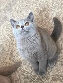 Kartäuser BKH mix kitten - Abgabebereit in 22305