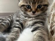 BKH Kitten - Ehingen (Donau)