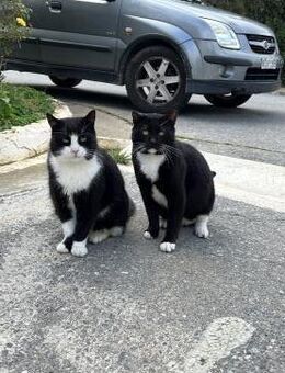 Sylvester & Furioso aus dem Tierschutz - Grevenbroich