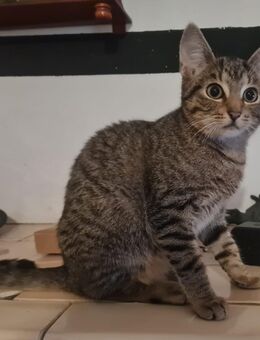 Katze abzugeben - Mohlsdorf-Teichwolframsdorf