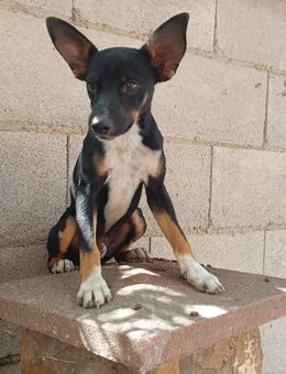 Monti Kleiner Pinscher Rüde - Herne Horsthausen
