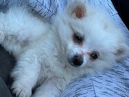 Pomeranian Spitz Boo - Dortmund