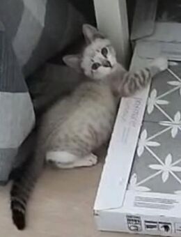 Zutraulicher, junger Kater Mc Eyes - Karlsruhe