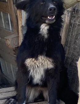 Cindy - verschmust und neugierig - Westerholt