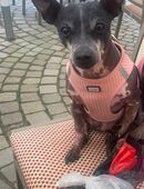 Nackthunde weibl. Senior (9,10 Jahre) Suchen ein Zuhause in 72070