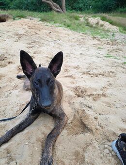 Malinois Holländischer schäferhund - Issum