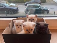 BKH Kitten reinrassig selten - Langenfeld (Rheinland)