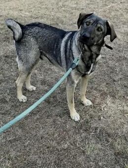 ARES ist ein sozialer Kuscheljunge ♥️ - München
