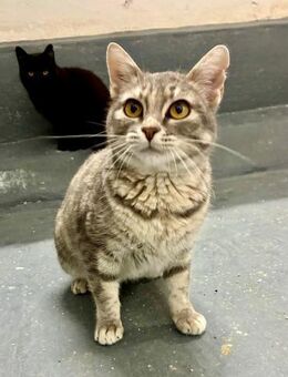 Kleine Charakterdame MIMI sucht Mensch - Bad Camberg