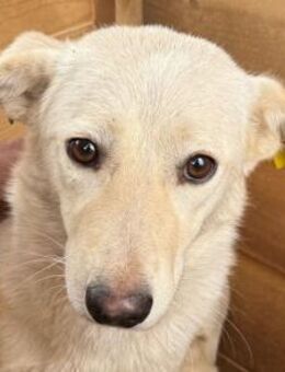 ELLA-wunderschöne Hündin, 49 cm - Rösrath