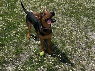 Schäferhund mix - München Moosach