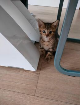 Bengal Mischung Katze - Gaggenau