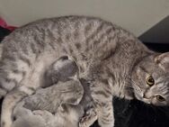 BKH Kitten suchen neues Zuhause - Kamp-Lintfort Zentrum