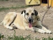 Franz, der Gutmütige 🐾 - Elsdorf (Nordrhein-Westfalen)