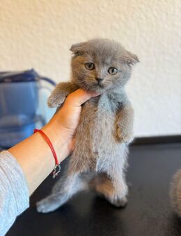 Süße Katzenbabys in liebevolle Hände abzugeben 🐾 - Darmstadt