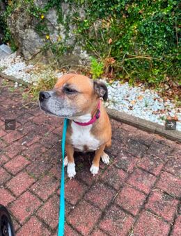 Bulldogge Dame - Stetten (Kalten Markt)