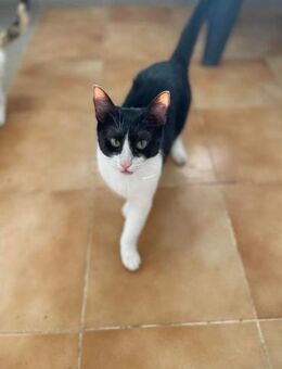 Onnea - hübsche Samtpfote sucht Zuhause - Langenhagen