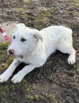 Laddie toller verträglicher Junghund - Hüllhorst