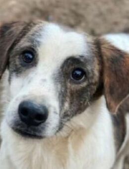 Blesso, geb. ca. 01/2025, GRIECHENLAND - Euskirchen