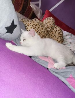 BKH/BLH mix Kater - Nienburg (Saale)