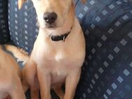 Ares (5 Monate) - Werdau