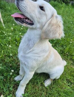 Golden Retriever Rüde 5 Monate - Bassenheim