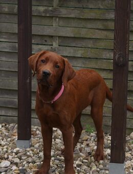 Außergewöhnlich hübsche Labradorhündin in FOXRED sucht neues Zuhause! - Gronau (Westfalen)
