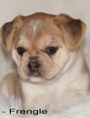 Ein toller Französische Bulldoggen Welpen Rüden - Frengle -aus deutscher zucht in 35305