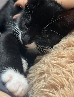 Kater und Katze - Ostenfeld (Husum)