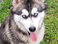 Süße Rosie sucht ihr Glück - Weilheim (Oberbayern)