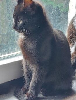 Kitten / Katerchen - Neudenau Zentrum