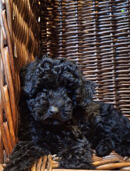 Toypudelwelpen Zwergpudelwelpen Toypudel Zwergpudel, Welpen - liebevoll aufgezogen - Magdeburg