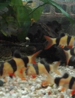 Prachtschmerlen - Hohenroth