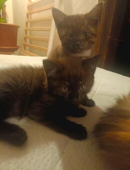 Zuckersüße Maine Coon Mix Kitten suchen ab sofort neues Zuhause - Grabenstätt