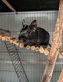 Degu Männchen Schwarz 10 Monate alt in 12524