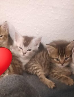 4 verspielte Kater-Kitten - Magdeburg