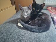 Babykatzen 12 Wochen - Goch