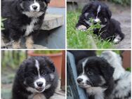 Mini Australian Shepherd Welpen - Nieheim