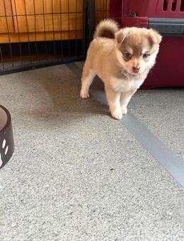 Pomklee Mini Husky ähnl. Pomsky - Fronreute