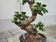 Bonsai Ficus retousa 60 cm inkl. Schale - Regenstauf