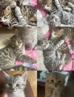 Süße Baby-Katzen abzugeben – bereit für ein liebevolles Zuhause! - Schwäbisch Hall Zentrum