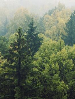 Wald Forstfläche - Dietfurt (Altmühl)