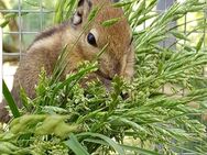 Chinesische Baumstreifenhörnchen - Bremervörde