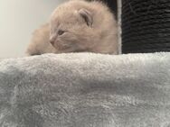 ♥️ Bkh Babykatze Britische Baby Katzen ♥️ - Wesseling