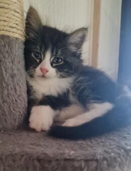 Maine Coon - Bretten