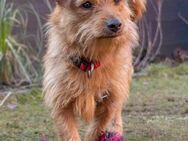 Pepita, Pflegestelle in Niedersachsen - Bad Vilbel