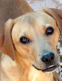 Forrest 3 -lebhaft,verspielt,sozial- - Oldenburg