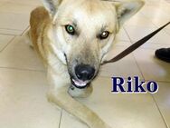 RIKO ❤ sucht Zuhause oder Pflegestelle - Langenhagen