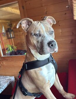 American Stafford - Sucht ein langfristiges Zuhause - Osnabrück